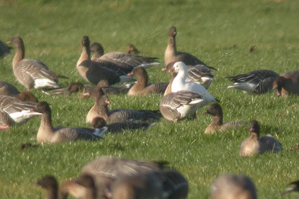Ross's Goose