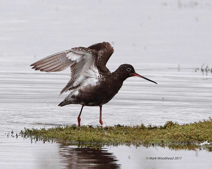 Spotted Redshank