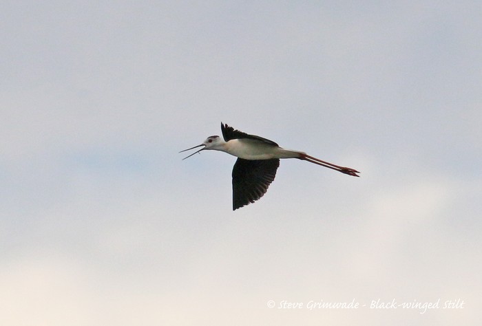 Black-winged Stilt
