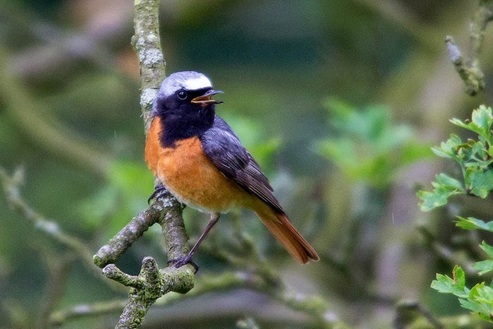 Redstart
