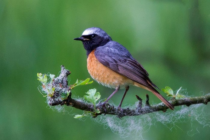 Redstart