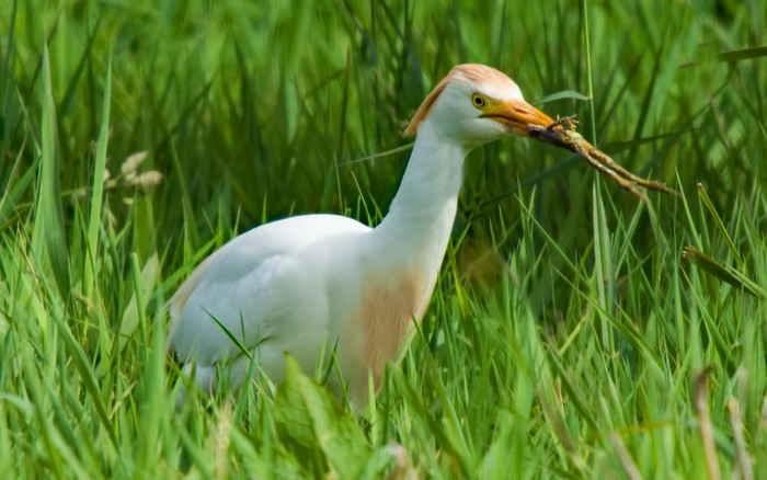 Cattle Egret