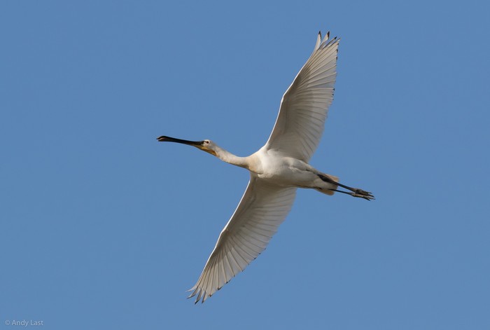Spoonbill
