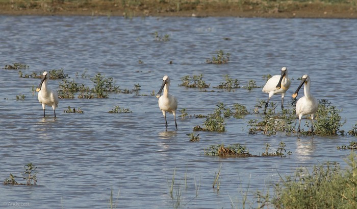 Spoonbill