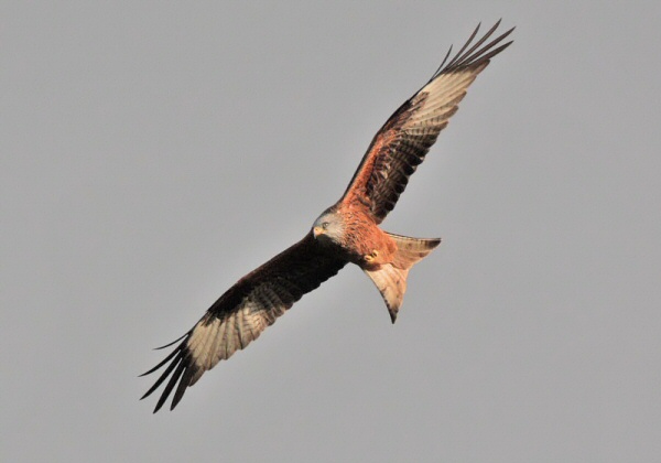 Red Kite