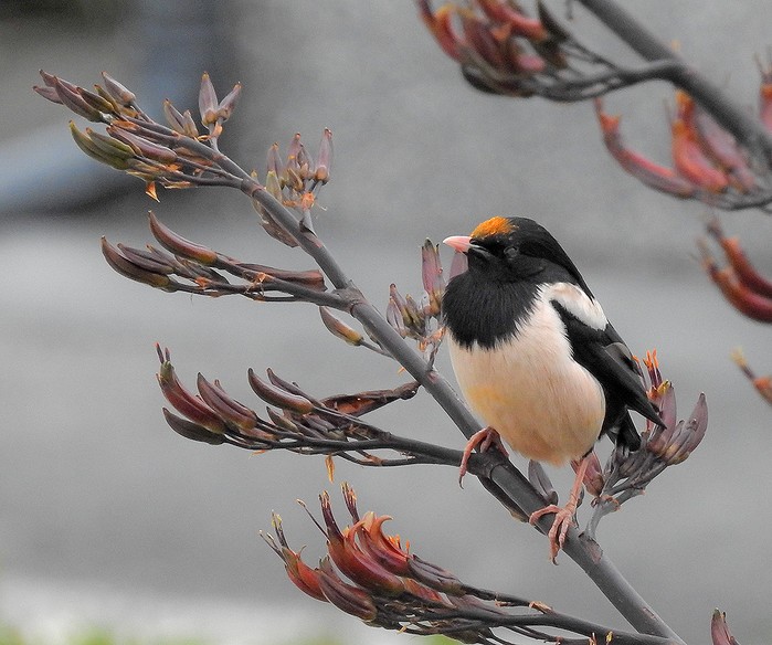 Rose-coloured Starling