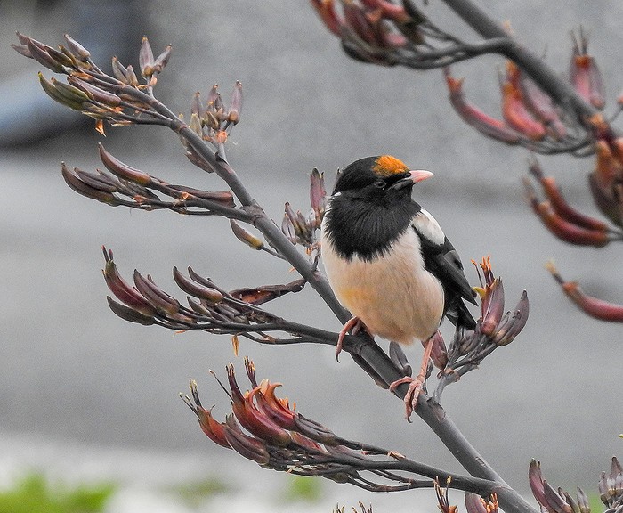 Rose-coloured Starling