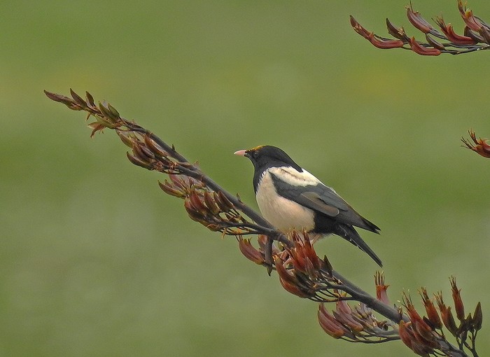 Rose-coloured Starling