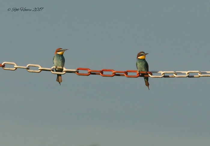 Bee-eater