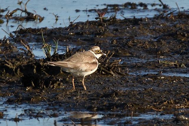 Little Ringed Plover