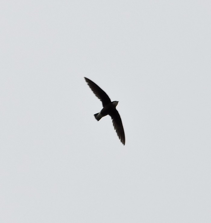 White-throated Needletail