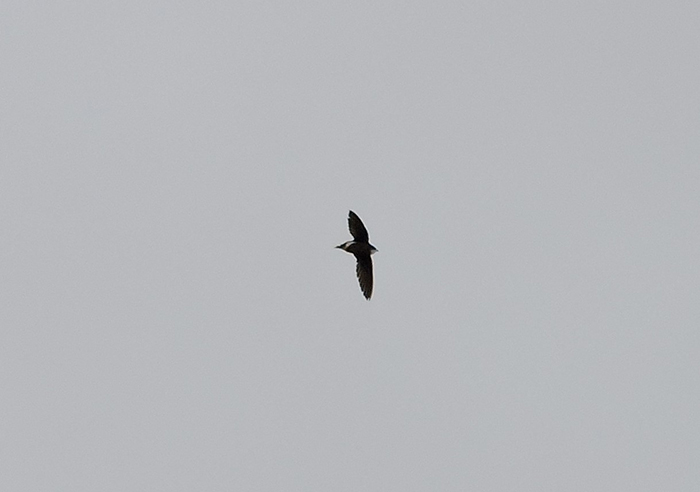 White-throated Needletail