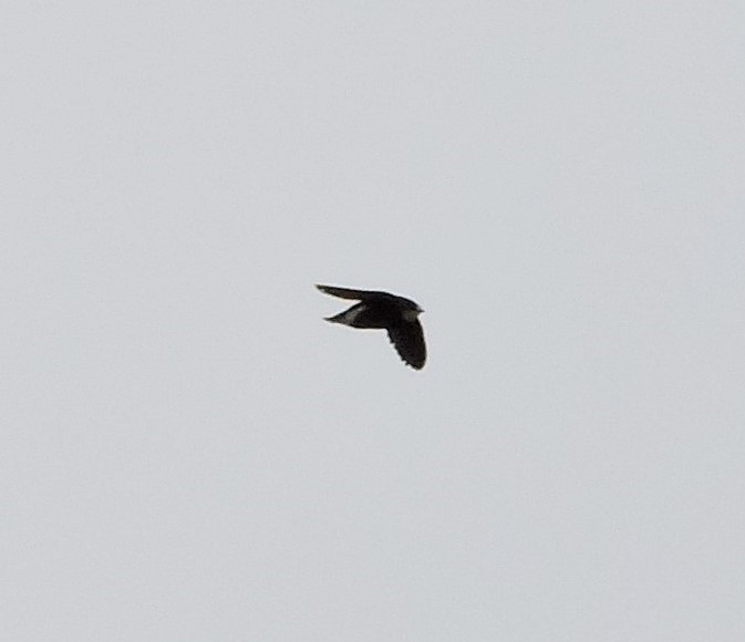 White-throated Needletail