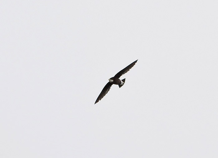 White-throated Needletail