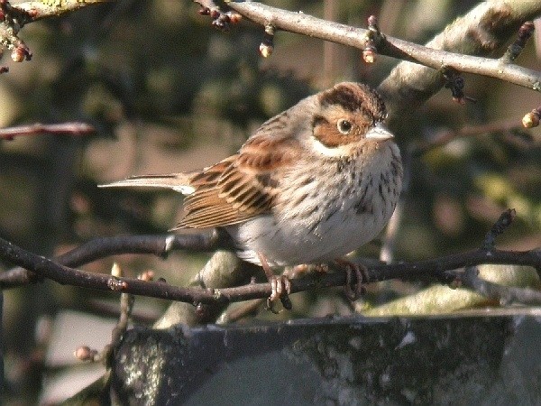 Little Bunting