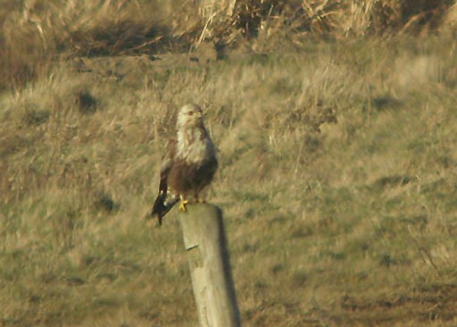 Rough-legged Buzzard