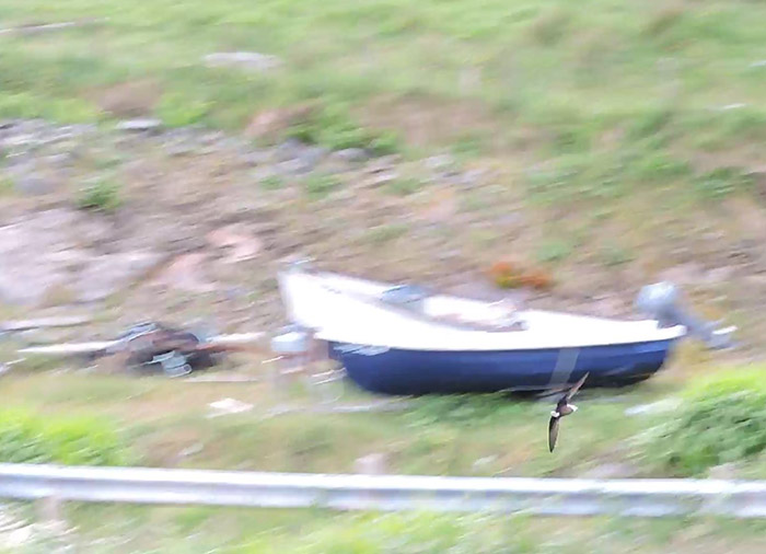 White-throated Needletail