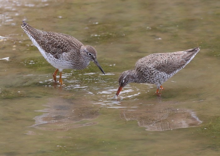 Redshank