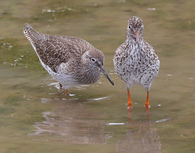 Redshank