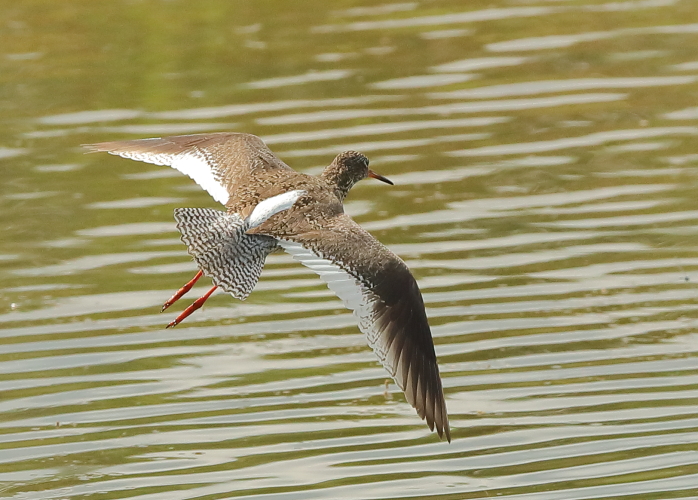 Redshank