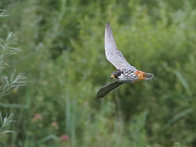 Hobby