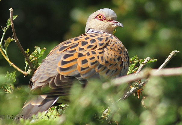 Turtle Dove
