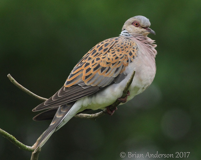 Turtle Dove
