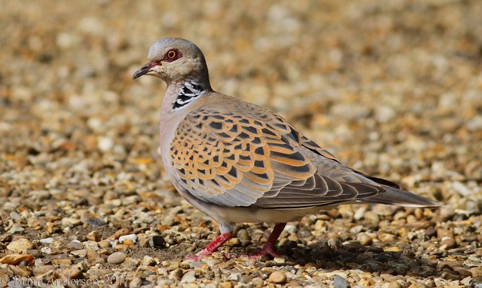 Turtle Dove