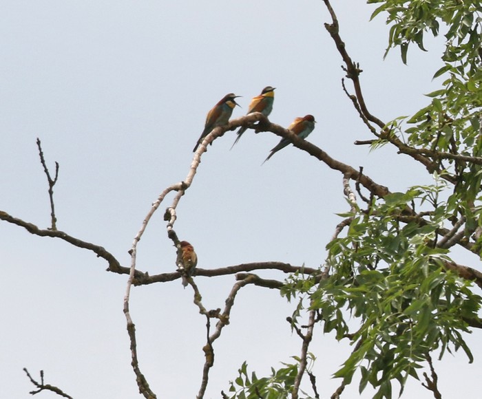 Bee-eater