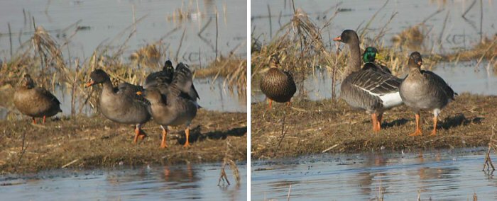 Tundra Bean Goose