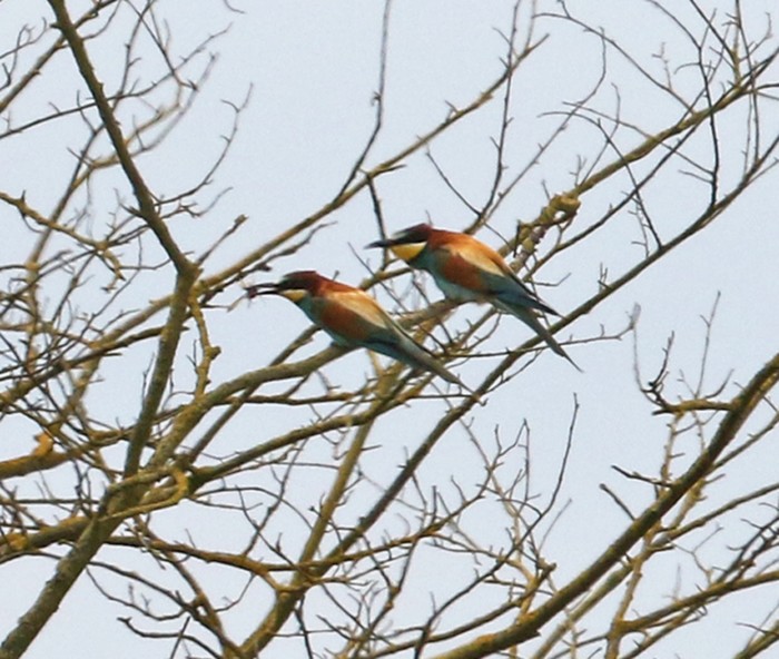 Bee-eater