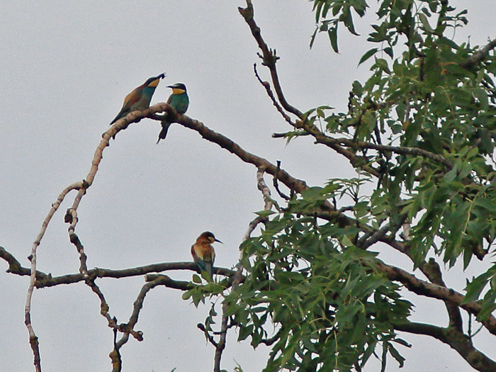 Bee-eater