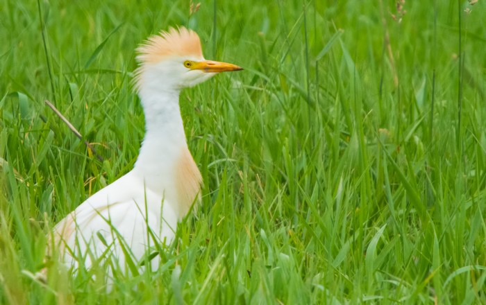 Cattle Egret