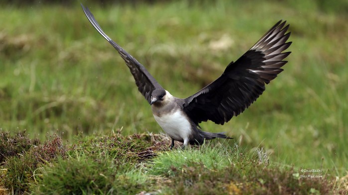 Arctic Skua