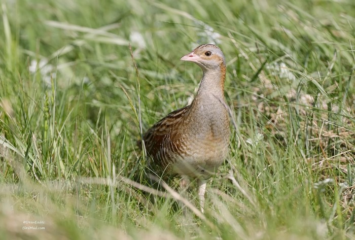 Corncrake