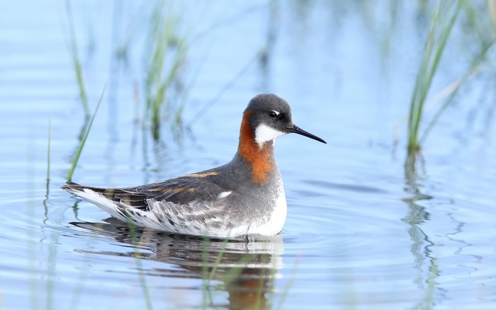 Red-necked Phalarope