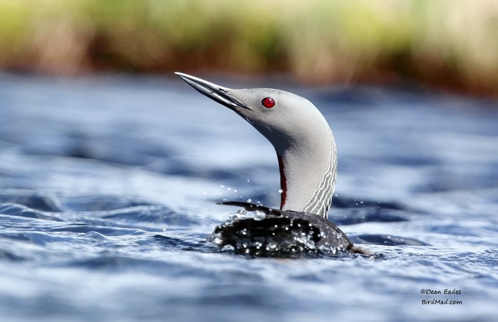 Red-throated Diver