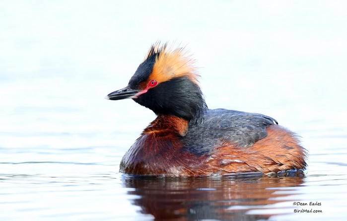 Slavonian Grebe