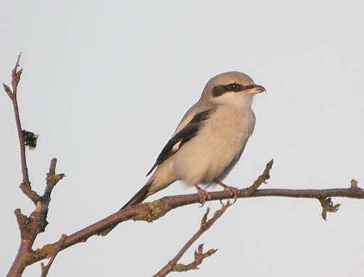 Great Grey Shrike