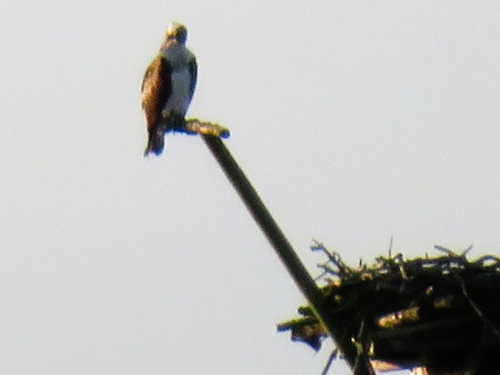 Osprey