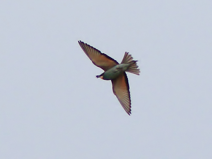 Bee-eater