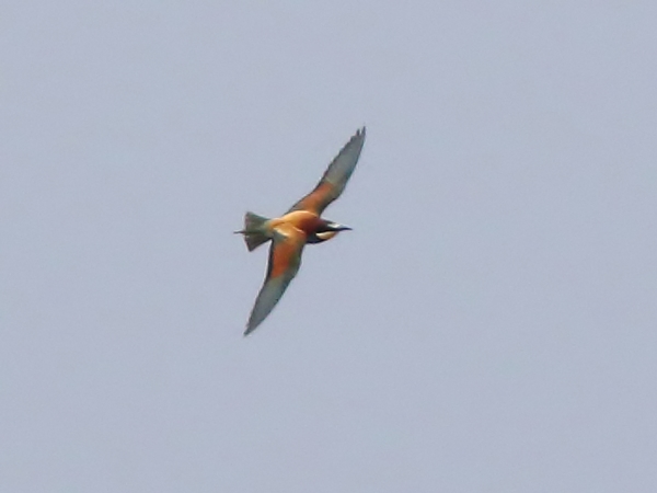 Bee-eater