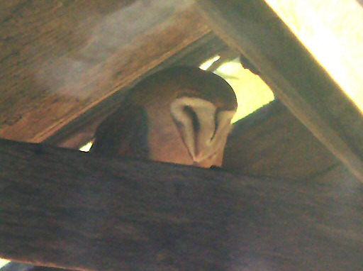 Dark-breasted Barn Owl