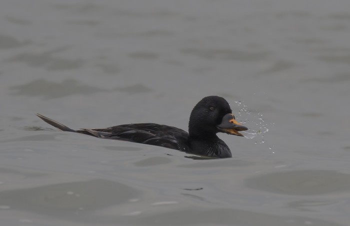 Common Scoter