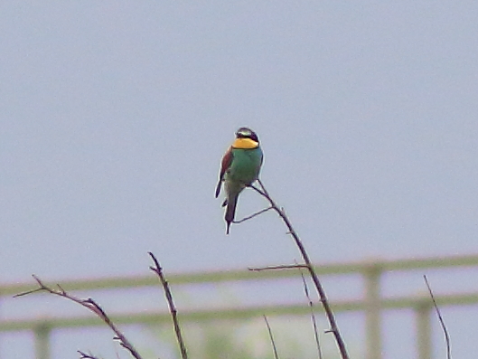 Bee-eater
