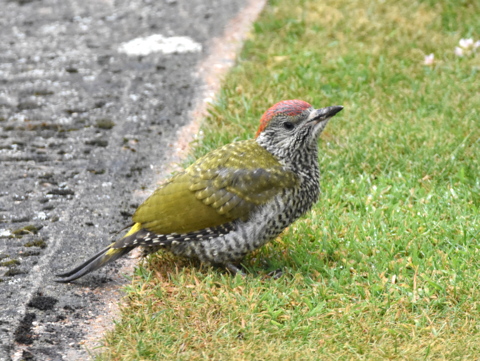 Green Woodpecker