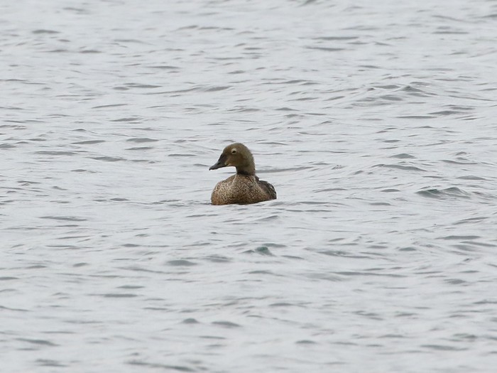 King Eider