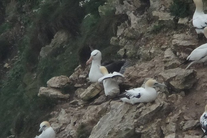 Black-browed Albatross
