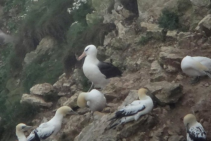 Black-browed Albatross