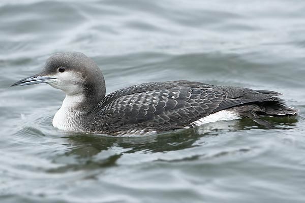 Black-throated Diver